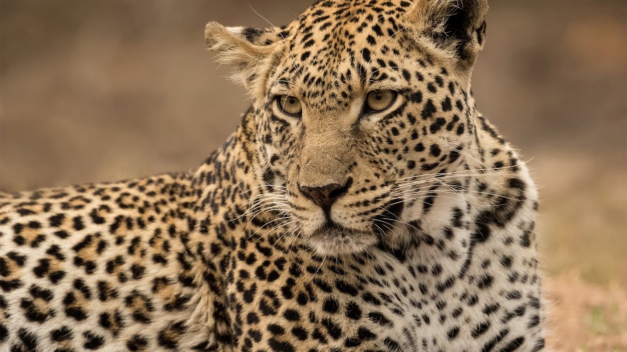 Kaddu Sebunya, President of the African Wildlife Foundation