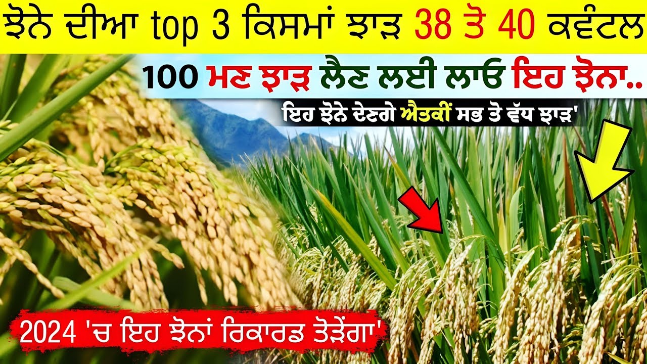 ਝੋਨੇ ਦੀਆਂ top 3 ਕਿਸਮਾਂ ਝਾੜ 38 ਤੋ 40 ਕਵੰਟਲ • 100 ਮਣ ਝਾੜ ਲੈਣ ਲਈ ਇਹ ਝੋਨਾਂ ਲਾਓ || paddy top variety 2024