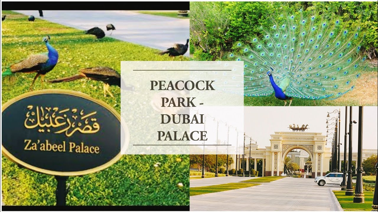 Peacock Park Dubai |Zabeel Palace |Dubai Sheikh Palace|Jumeirah Emirates Towers|Kids Park in Dubai