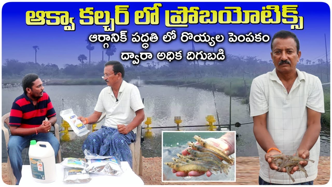 ఆర్గానిక్ పద్దతిలో రొయ్యల సాగు | Probiotics in Prawn Culture | AgriTech Telugu