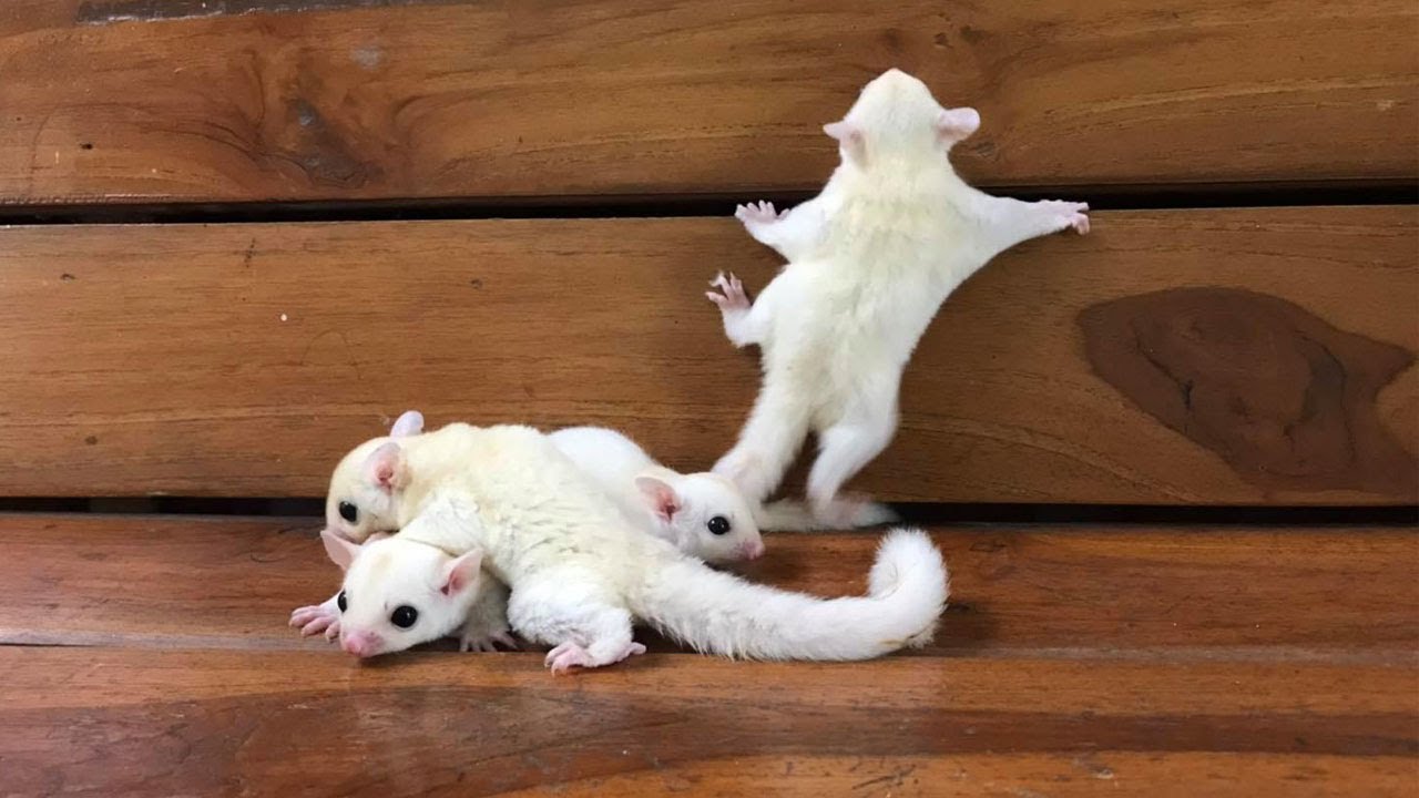 So Cutest Dormouse And Leucistic Sugar Glider