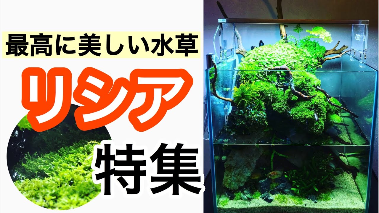 【水草の最高傑作リシアとは】リシアの特徴・育て方をプロが解説!