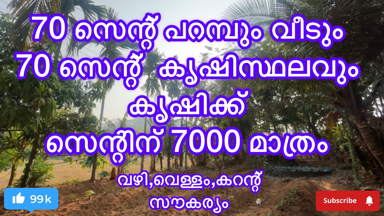 #പാലക്കാട് ജില്ലയിൽ കേരളശ്ശേരി പഞ്ചായത്തിൽ#പറമ്പ്#agriculture#lowbudjet#realestate#forsale 