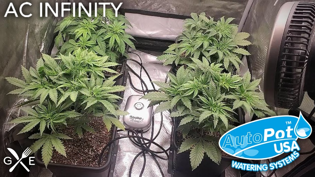 The Complete Cannabis Vegetative Stage - The Infinity Grow: S2 EP3 | Square1 Genetics