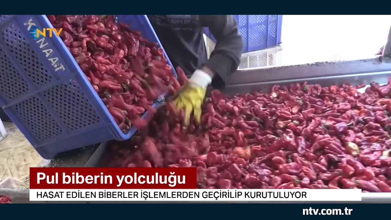 Pul biberin zahmetli yolculuğu