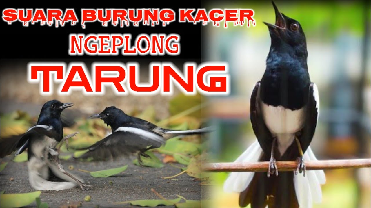 SUARA BURUNG KACER NGEPLONG TARUNG COCOK BUAT PANCINGAN KACER ALAM
