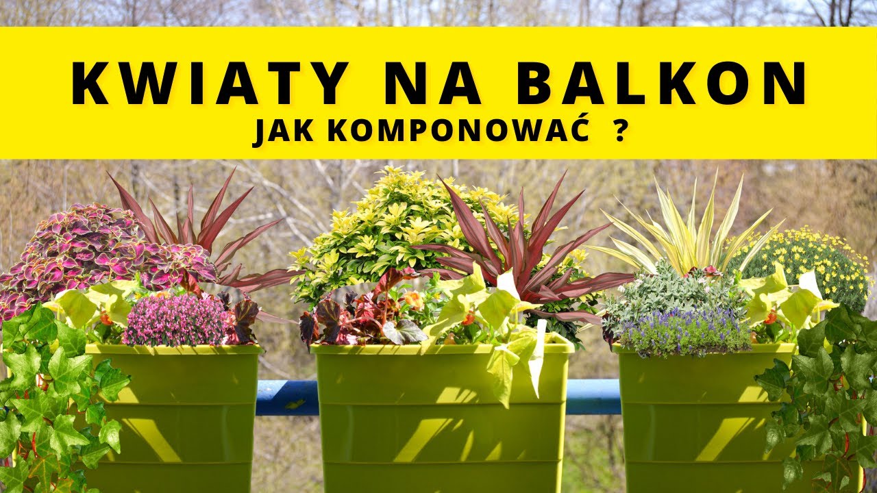 KWIATY NA BALKON. Jak dobierać, komponować rośliny balkonowe? Z czym sadzić pelargonię, surfinię ?