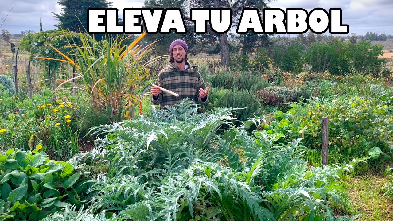 PODEROSA TÉCNICA para MEJORAR tus ÁRBOLES FRUTALES - Permacultura & Sintropía