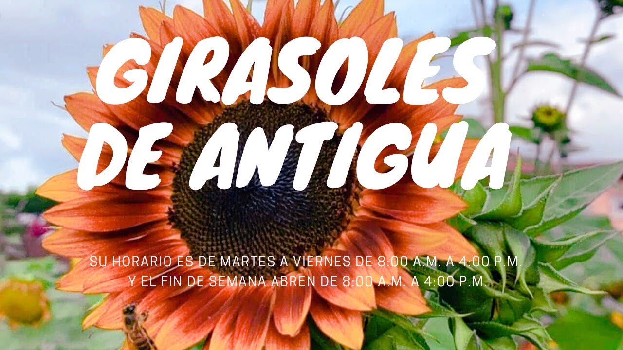 Restaurante Girasoles de Antigua Guatemala 🌻