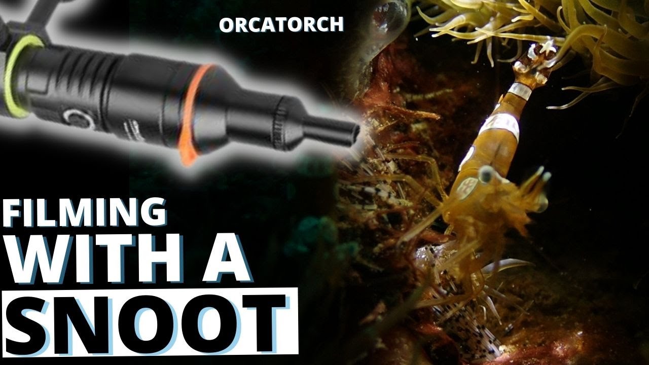 Learning to Film Underwater with a Snoot | OrcaTorch Video Light