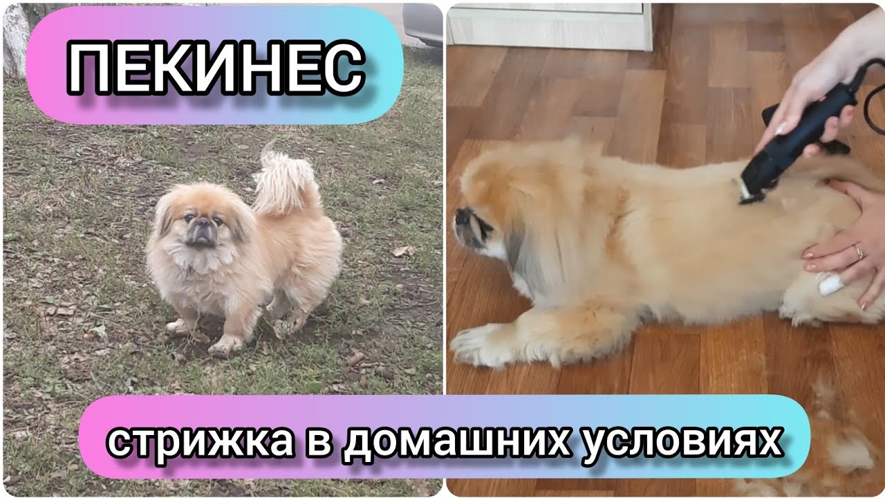 Стрижка пекинеса машинкой. До и после