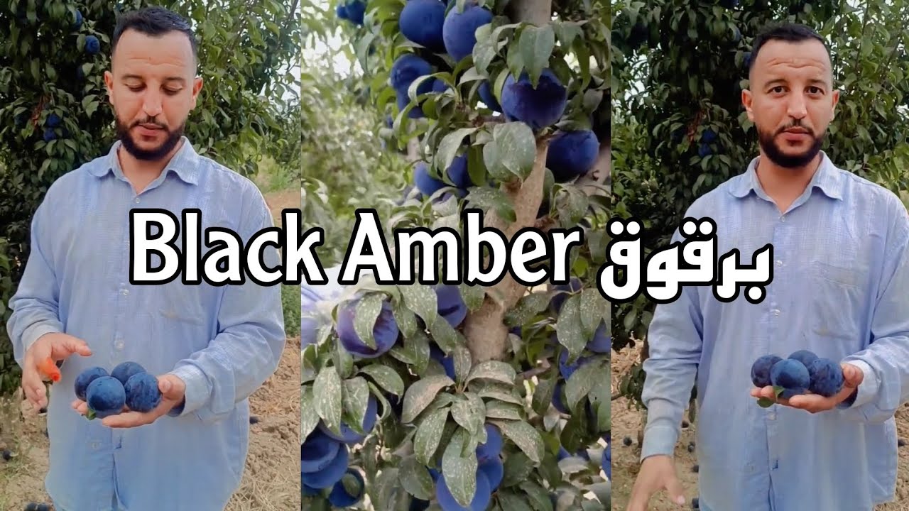 #شاهد  حقل البرقوق black Amber صنف موسمي بإمتياز واحد أنجح أصناف في الجزائر بقوة .