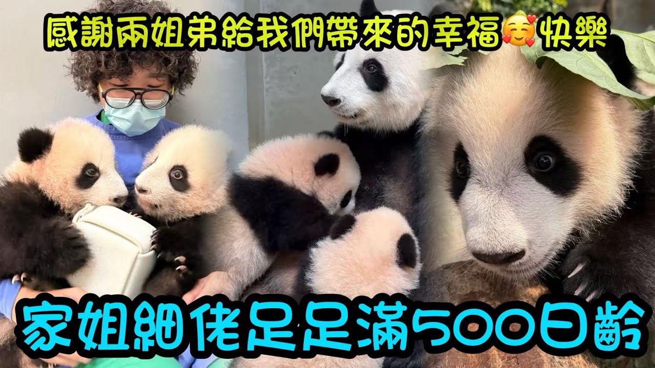 12月28日 家姐細佬500日齡，感謝可愛活潑的兩姐弟帶給我們的幸福和快樂，希望家姐細佬繼續健康快樂成長#panda #香港大熊貓 #熊貓加加得得