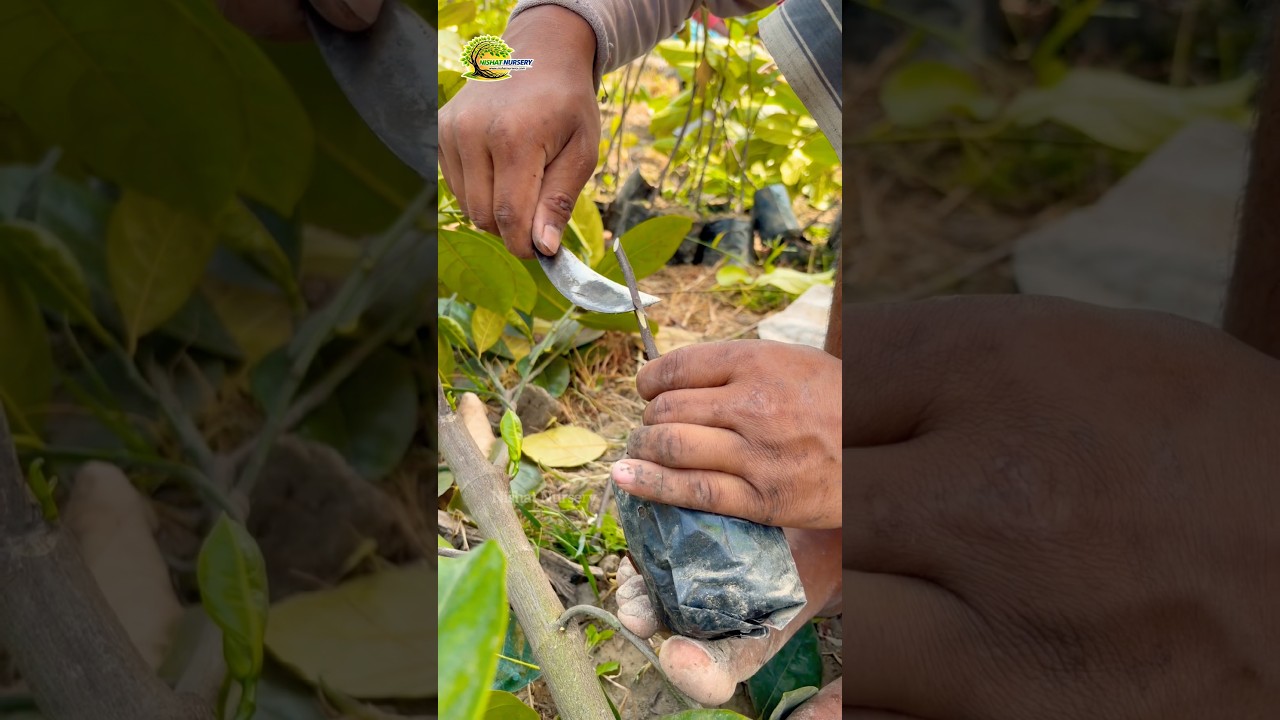 Jackfruit Plant Grafting processes #viral #trending #agriculture #farming #youtubeshorts #yt ￼