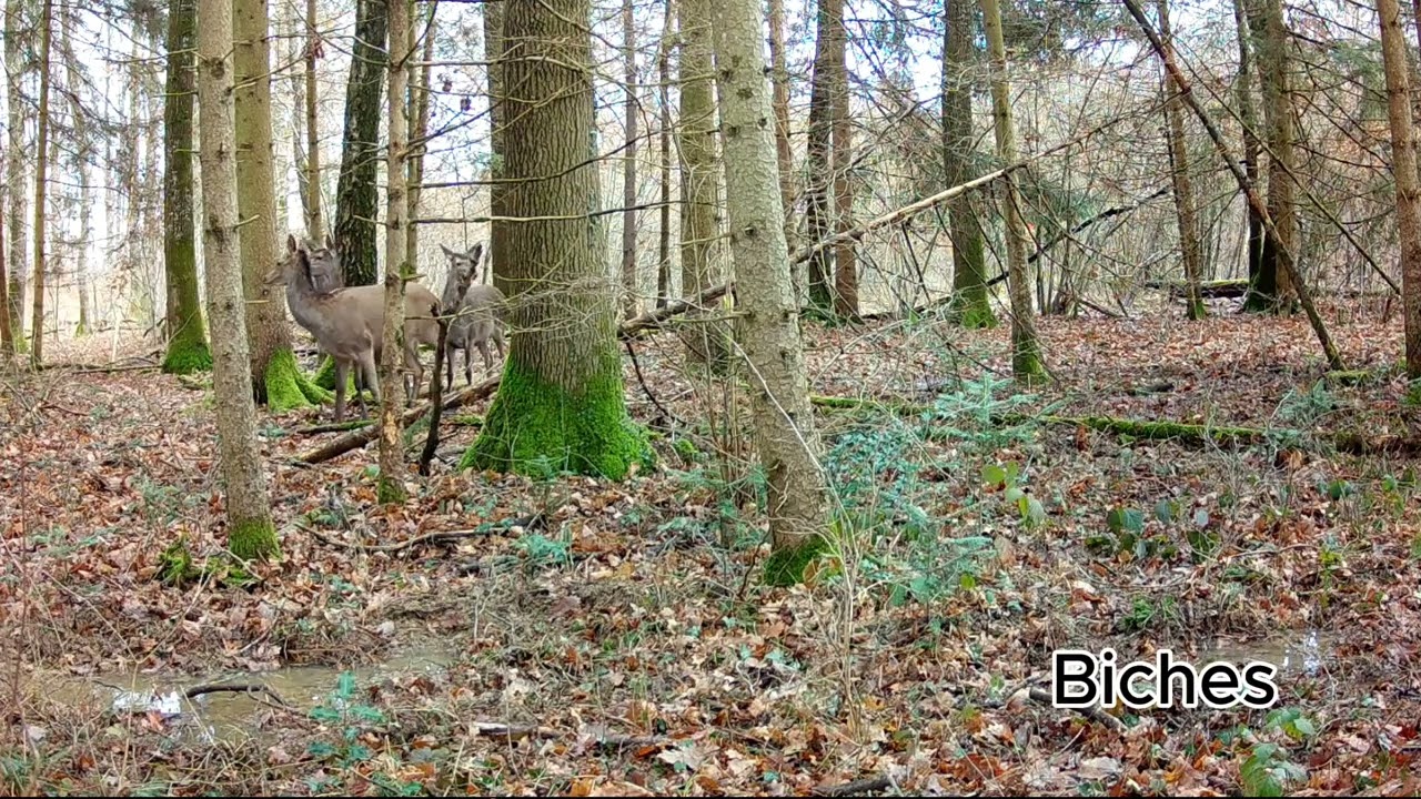 9 Jours En Foret à Genève (Chat Sauvage)
