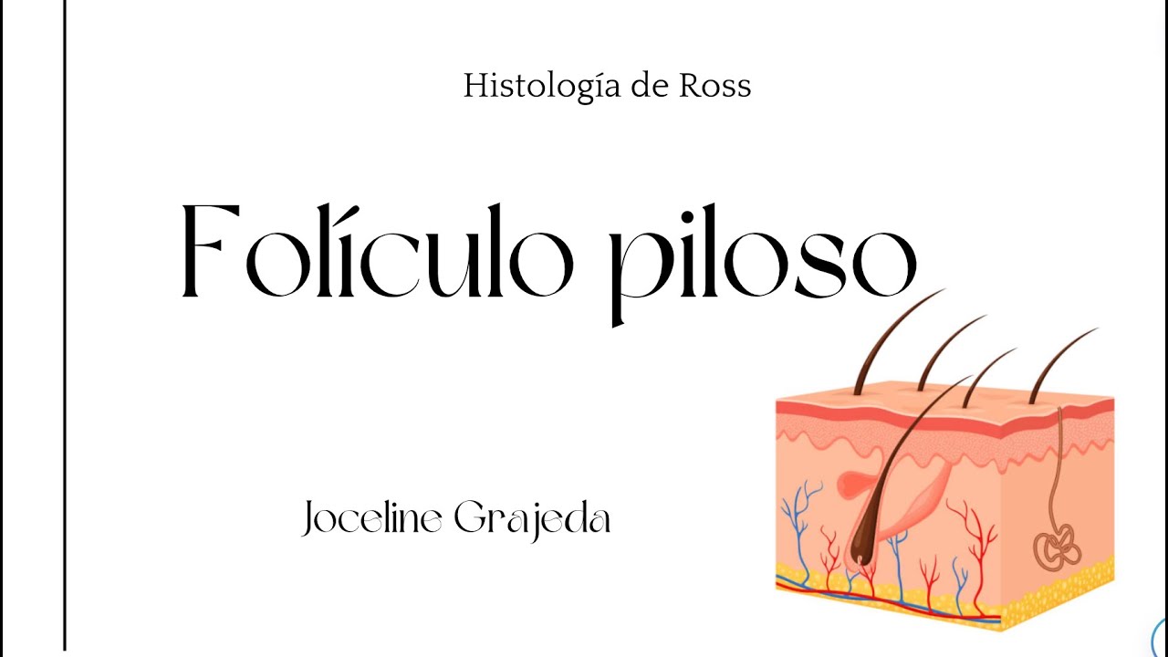 Folículos pilosos