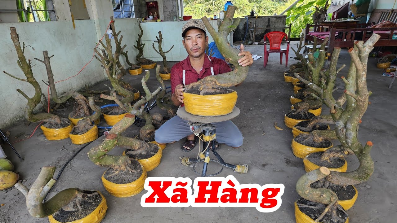 16/3☎️Mai Vàng Giá Rẻ☎️ 0348609043 Anh Sự☎️Xã Phôi Mai Dáng Lắc Đế Củ Đặc Kẹo Giá Rẻ