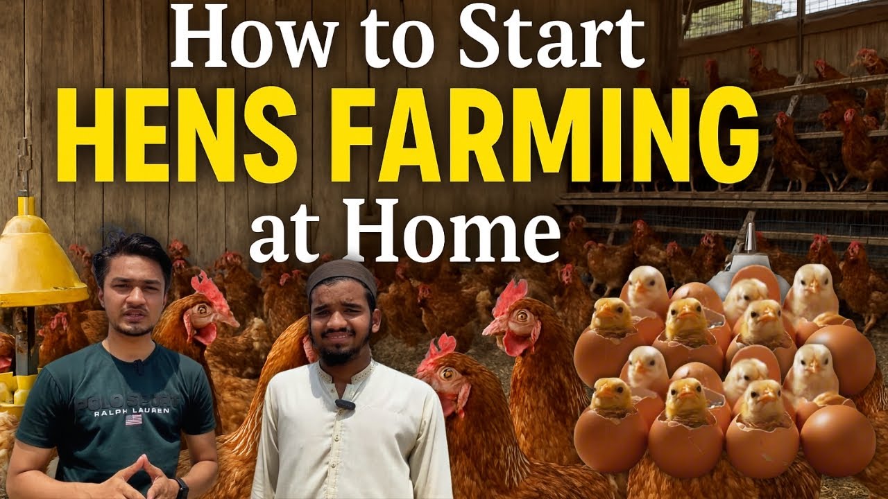 How to Start Profitable Hen Eggs Farming at Home
