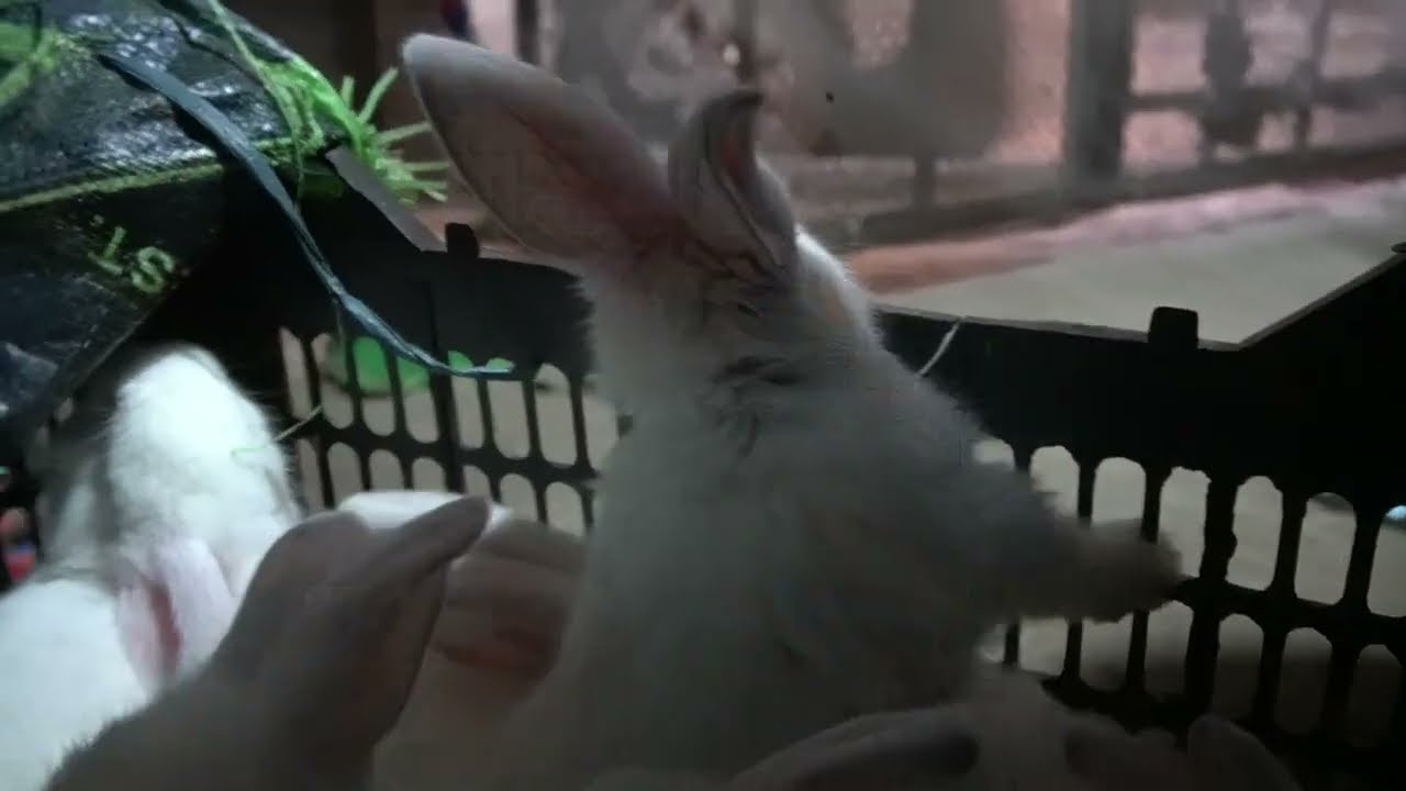 Moosa Farm Day #6: Rabbit Breeding Update Aur Farm Ka Progress | Jan 26, 2026