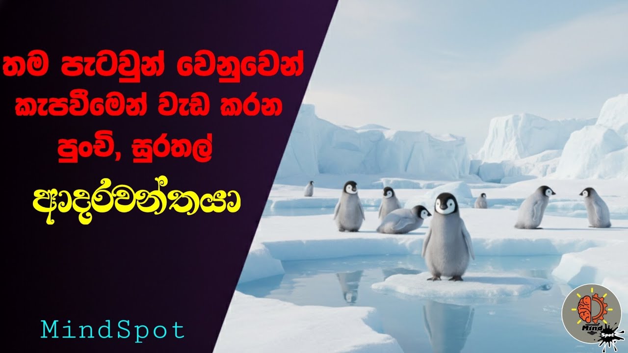 මෙයාලා ජීවත් වෙන්නෙ දැඩි සීතලේ විතරද?  - MindSpot