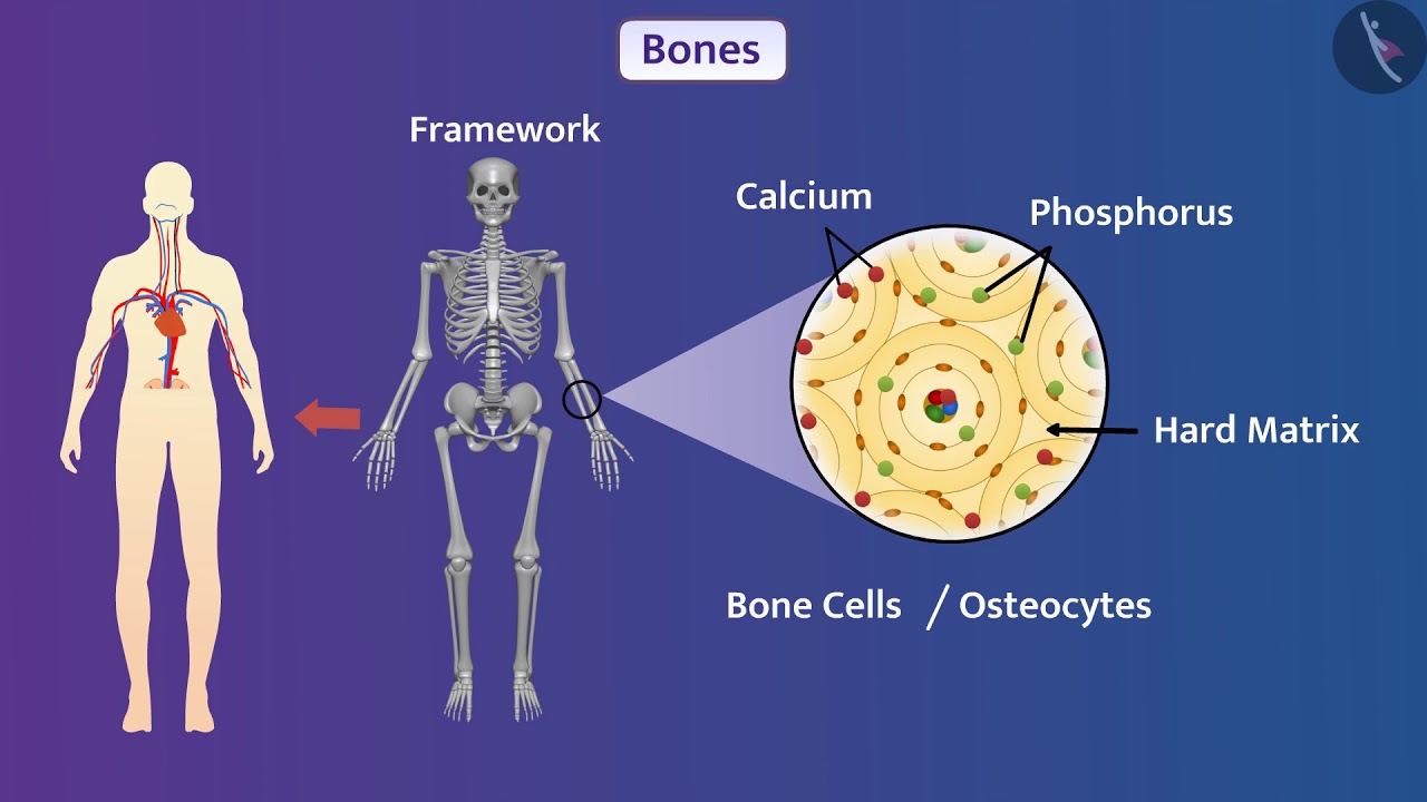 Animal Tissues : Connective | Part 1/1 | English | Class 9
