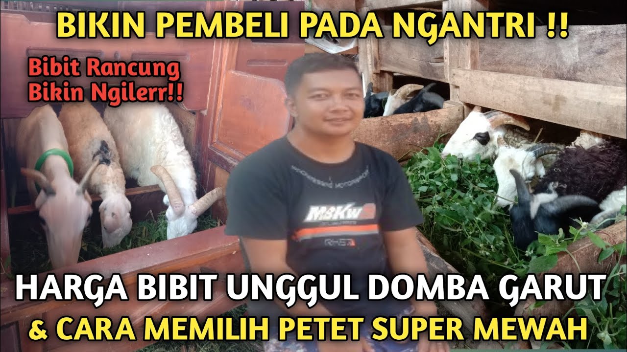 SUPER MEWAH ‼️HARGA BIBIT UNGGUL DOMBA GARUT DAN CARA MEMILIH PETET CALON BIG