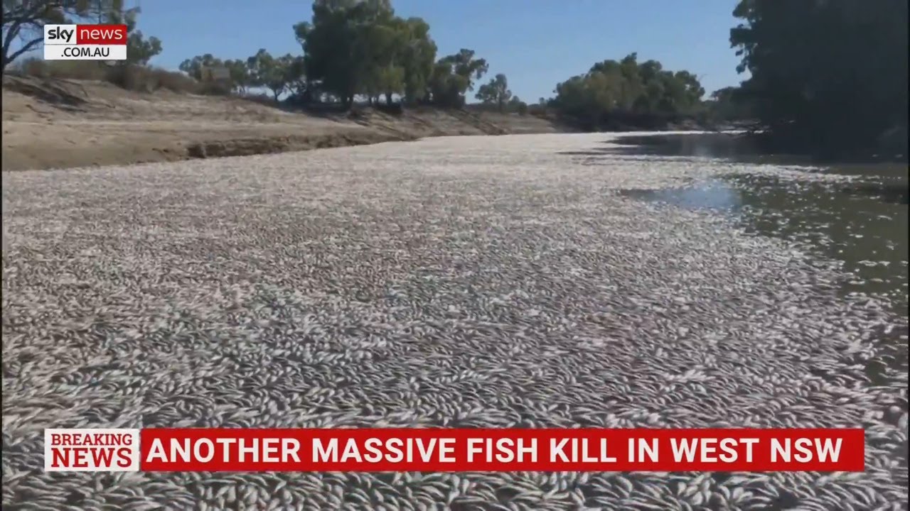 Hundreds of thousands of dead fish discovered in Menindee, NSW