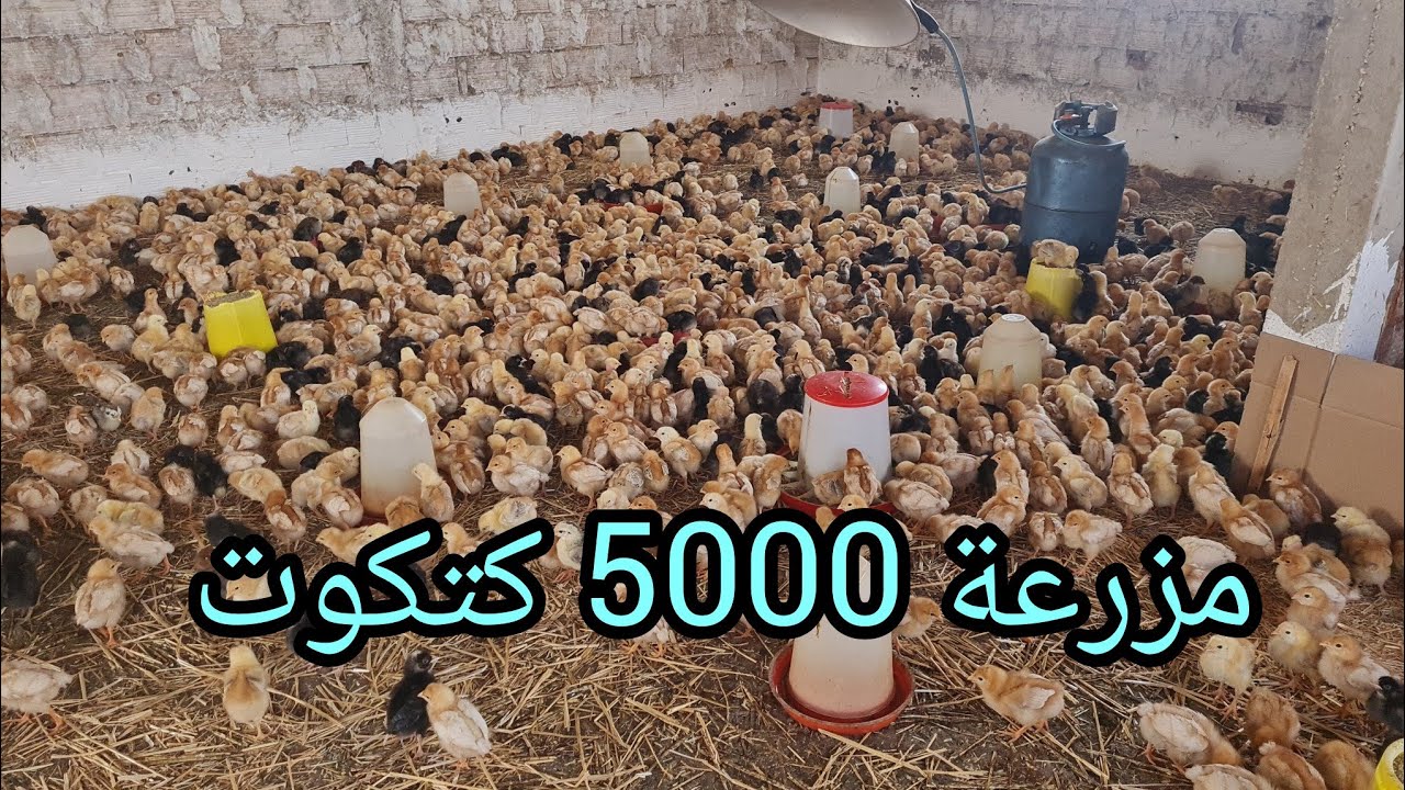مزرعة 5000 كتكوت من ايزابراون و الكروازي