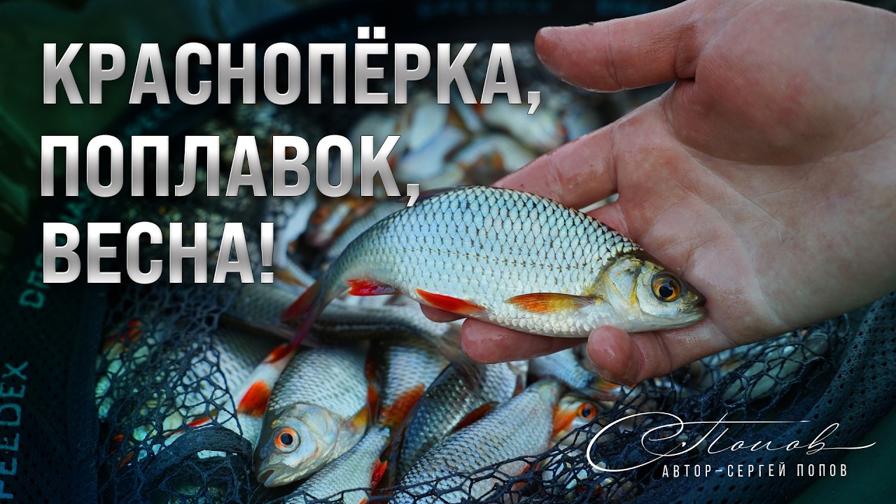 Краснопёрка, поплавок, весна &ndash; душевная рыбалка!