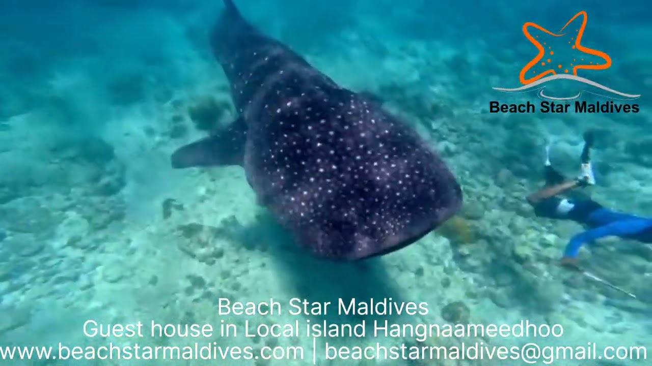 Maldives | Holiday | Guesthouse | Hotel | Beach Star | Maldive | Local Island | Isola di Pescatori