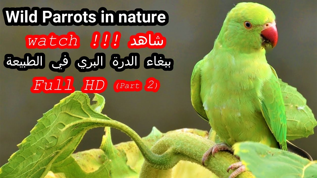 ببغاء الدرة البري في الطبيعة (الجزء الثاني) Parrot sound