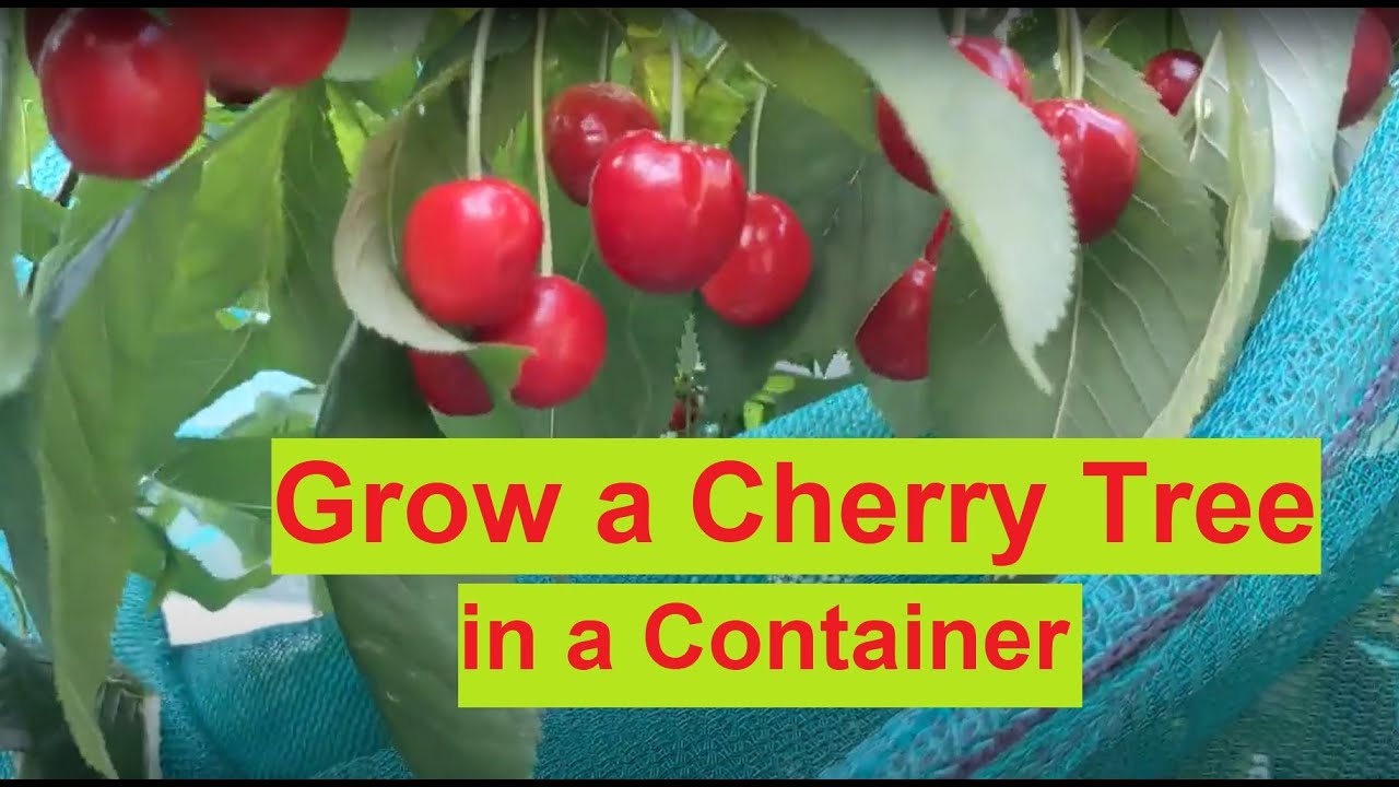 Growing a cherrytree in a Container