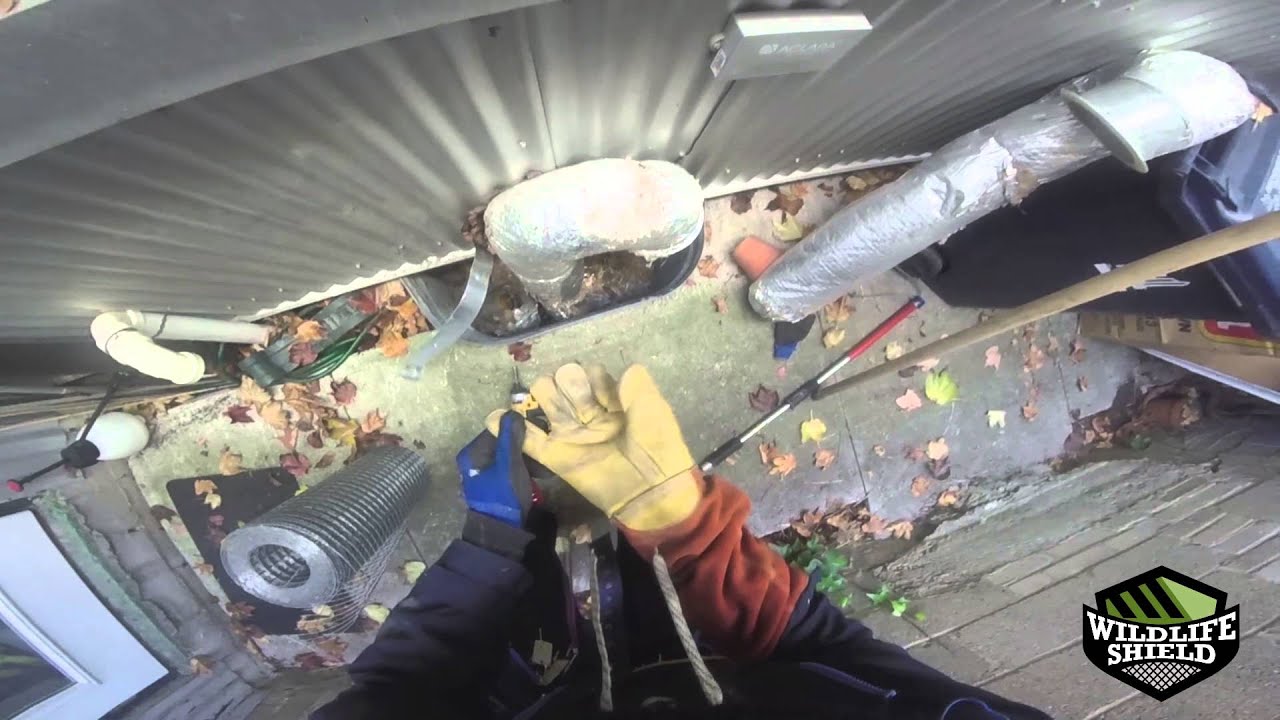 Humane Raccoon Removal from Window Well – Wildlife Shield