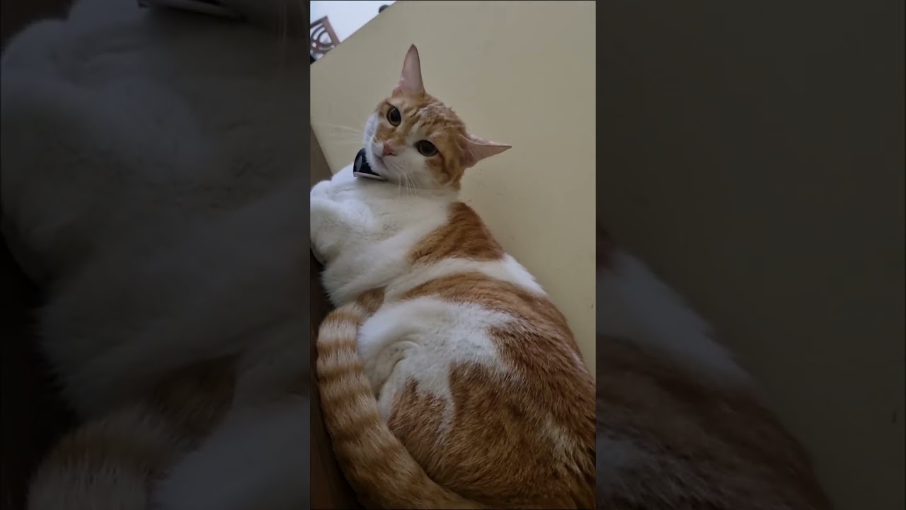 Compiled moments of adorable cats #catvideos #cat 