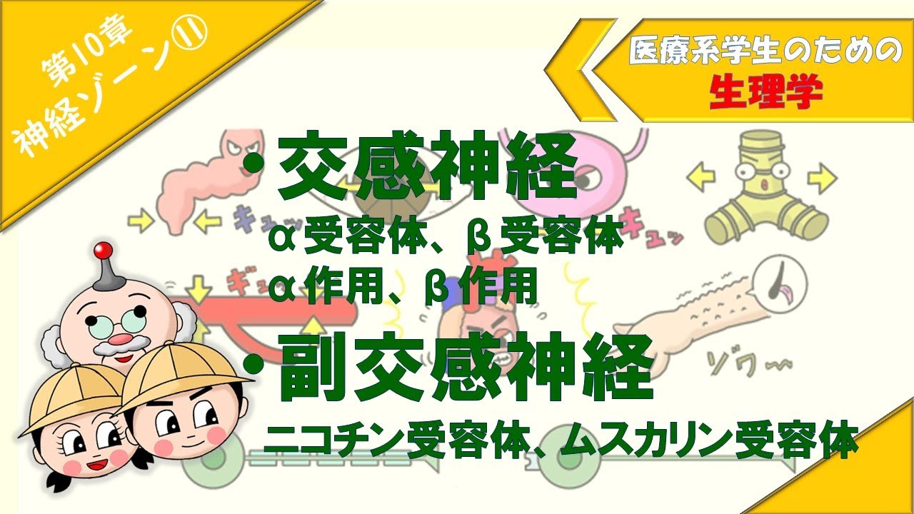 生理学　神経ゾーン⑪　「交感神経/α作用・β作用」「副交感神経/ニコチン受容体・ムスカリン受容体」