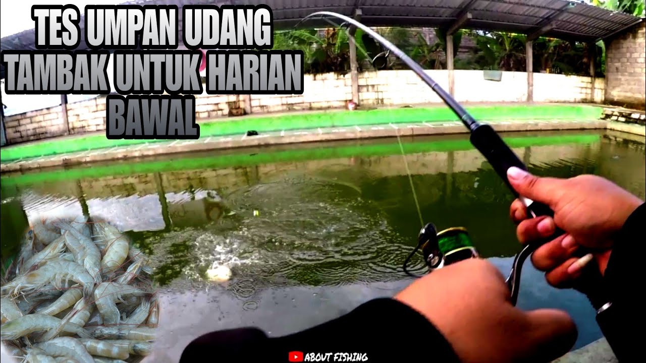 Harian Bawal Dengan Umpan Udang Tambak