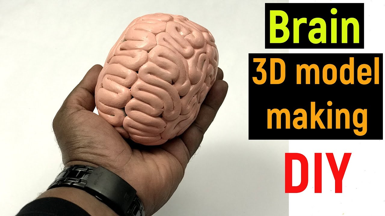 brain model - model of brain - how to make brain model - human brain model - diyas funplay - diy