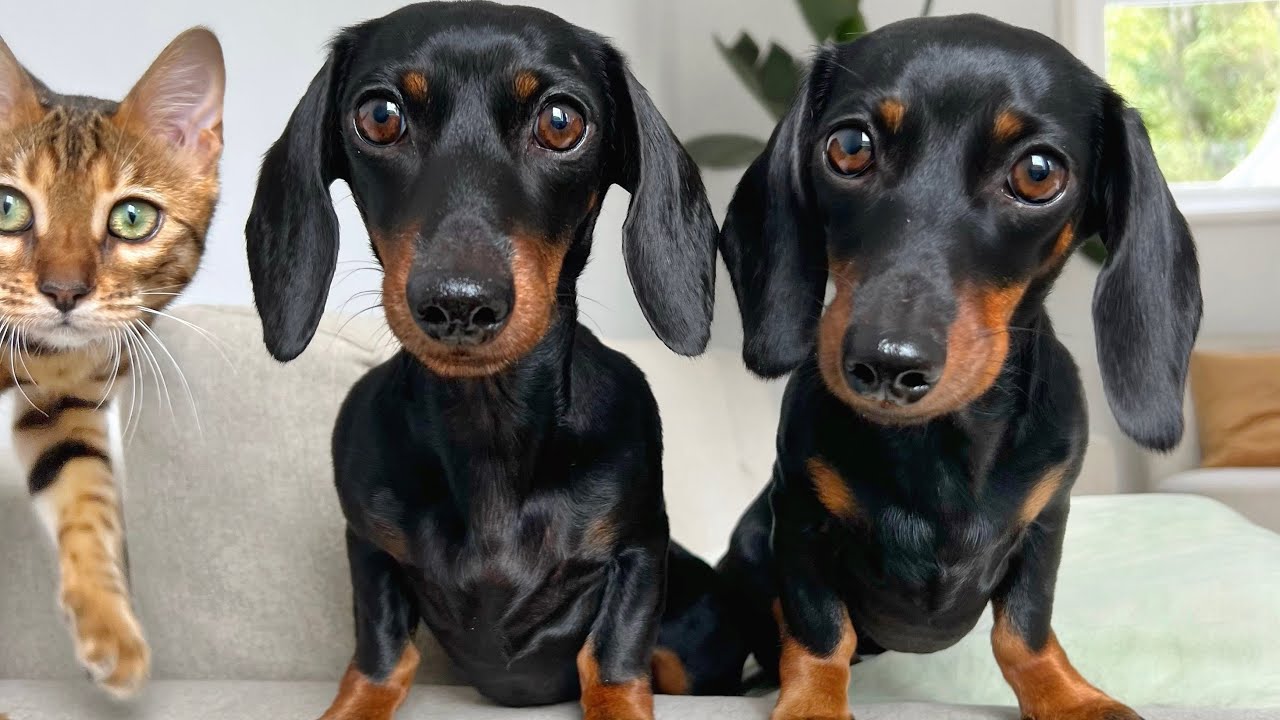 An afternoon with Mini Dachshunds & Bengal Cat.