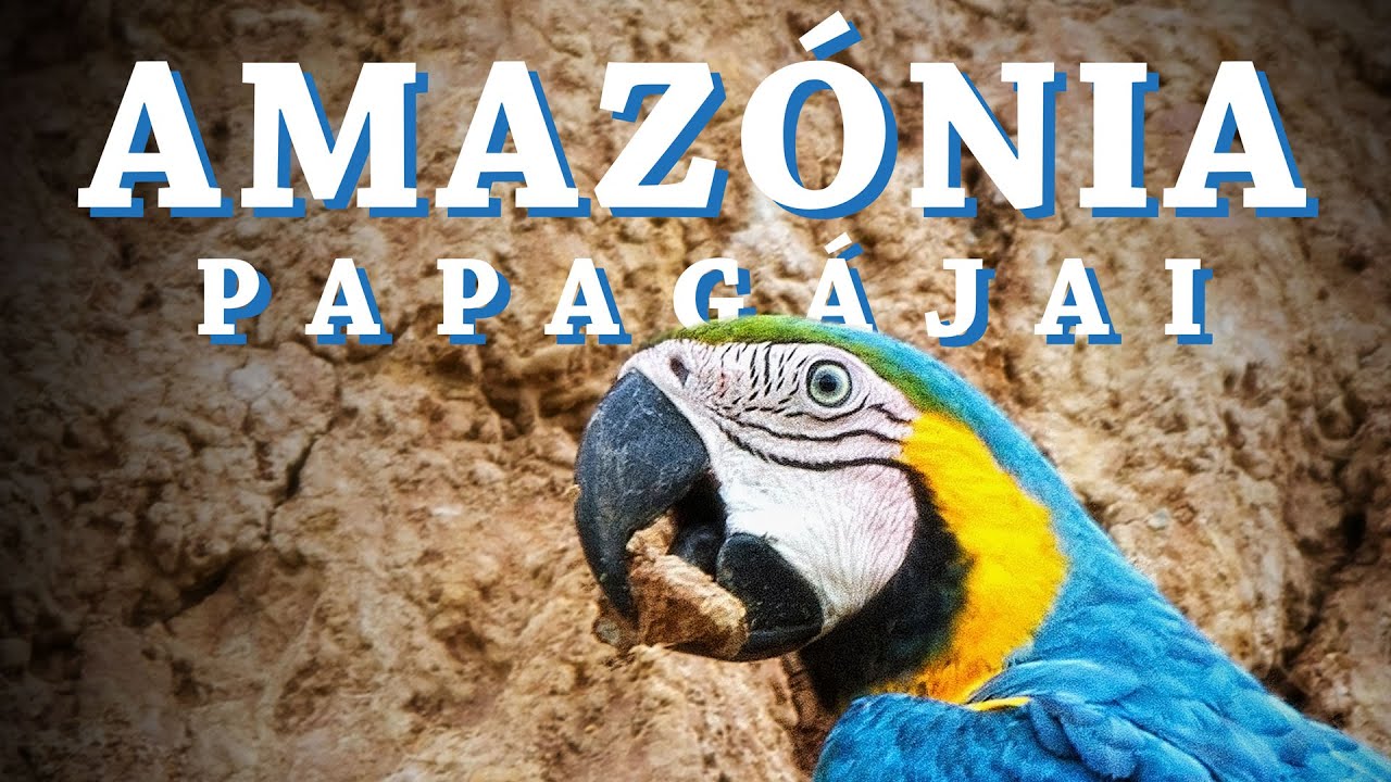 Amazónia Papagájai | Dokumentumfilm