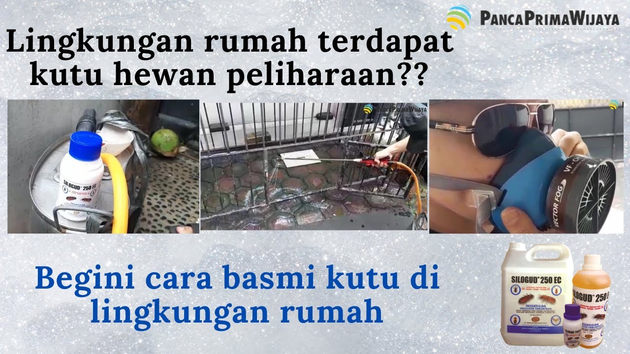 Rahasia membasmi tuntas kutu anjing dan hewan peliharaan berbulu lainnya di kandang dan sekitarnya
