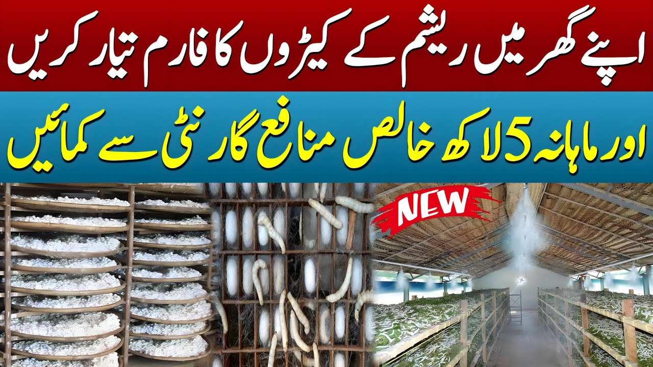 New Business Idea Of Silkworm Farming | How Silk Is Made From Silkworm | Framing Business Ideas