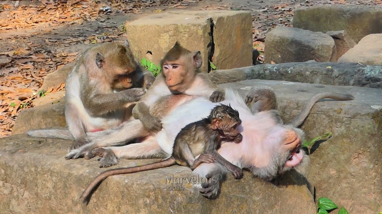 Priority never been! Jazzy e/liminatess Jiva's demand for milk​ a moment, Wh@t's Jonna think?