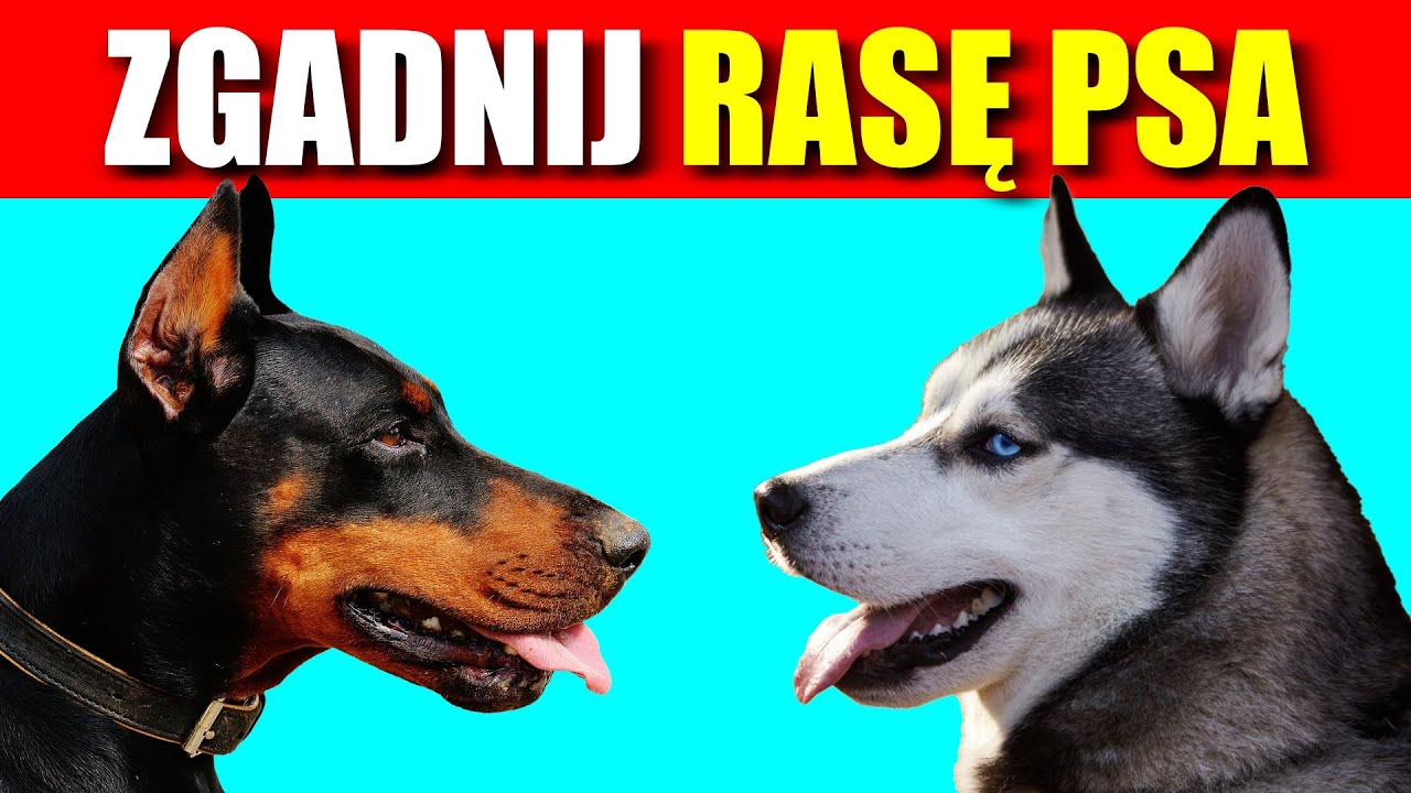 ZGADNIJ JAKA TO RASA PSA! #quiz #quiztime #rasapsa #zwierzęta #viral