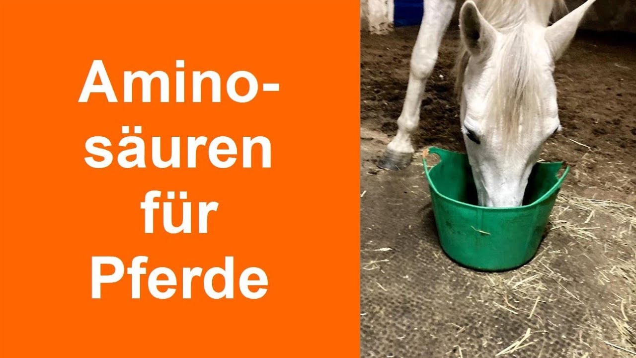 Aminosäuren in der Pferdefütterung - muss man essentielle AS zugeben? #pssm #mim
