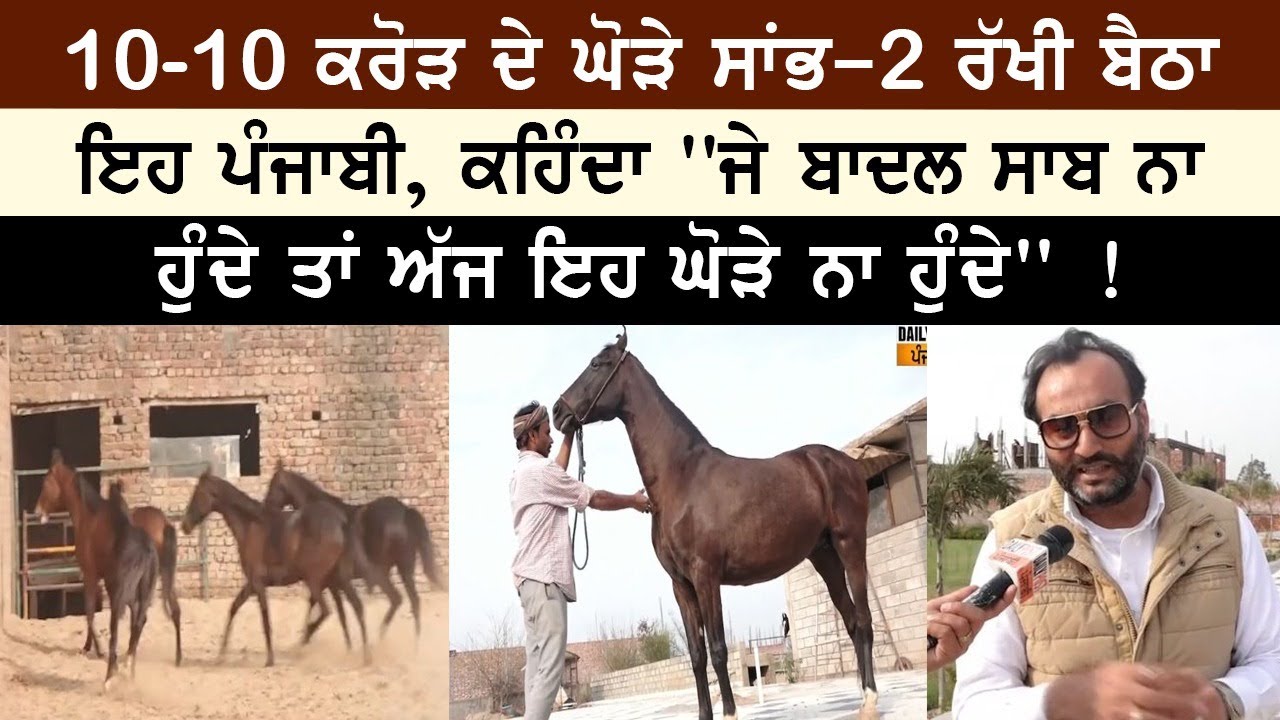 10-10 ਕਰੋੜ ਦੇ ਘੋੜੇ ਸਾਂਭ-2 ਰੱਖੀ ਬੈਠਾ ਇਹ ਪੰਜਾਬੀ, ਕਹਿੰਦਾ ''ਜੇ ਬਾਦਲ ਸਾਬ ਨਾ ਹੁੰਦੇ ਤਾਂ ਅੱਜ ਇਹ ਘੋੜੇ .....