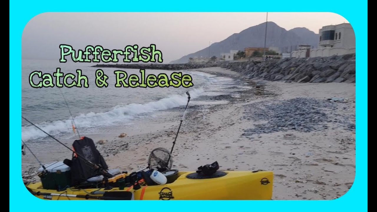 Kayak Fishing Deadly Pufferfish Catch & release