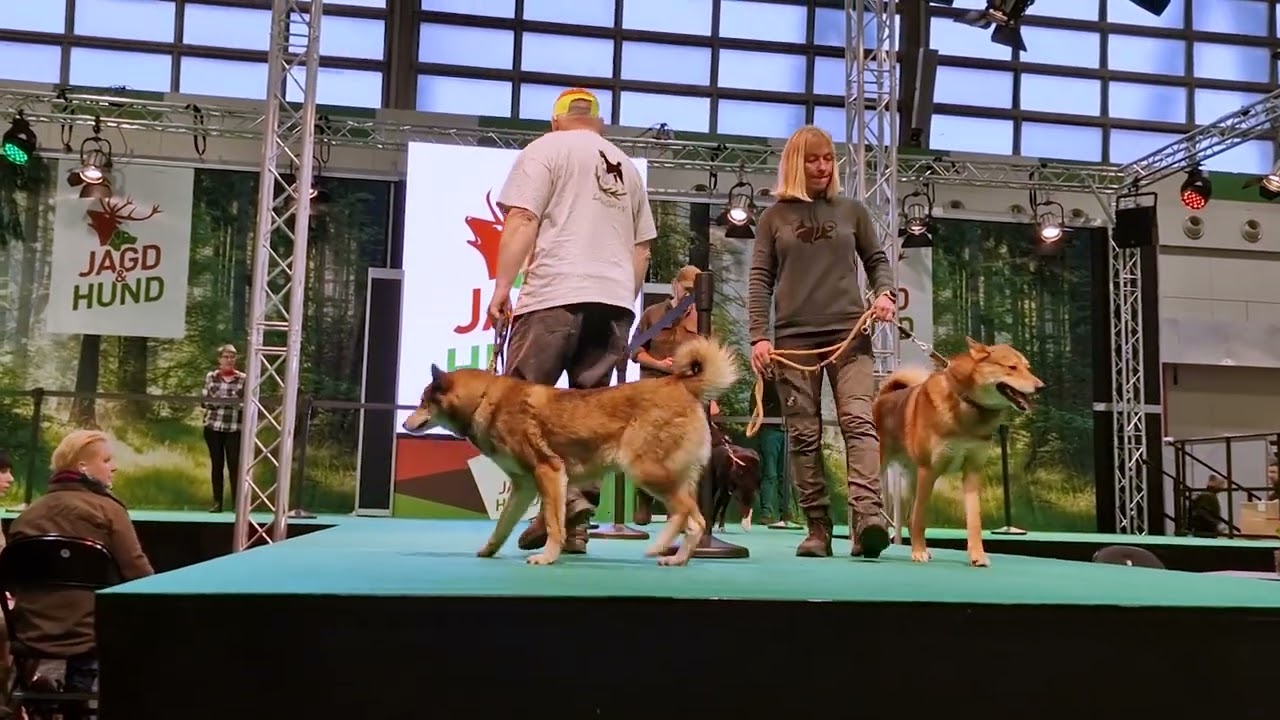 Russisch-europäischer Laika auf der Jagt&Hund in Dortmund