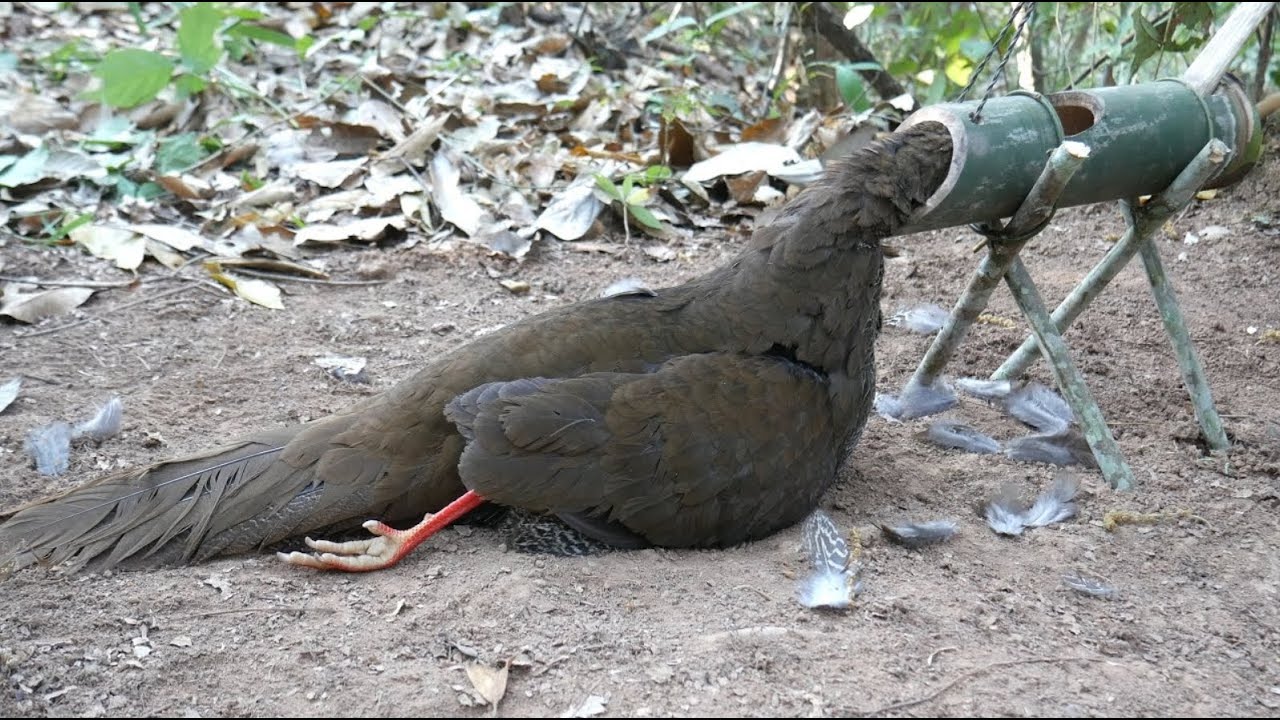 amazing method to be looking for food in the jungle for survival episode 76 I got a pheasant