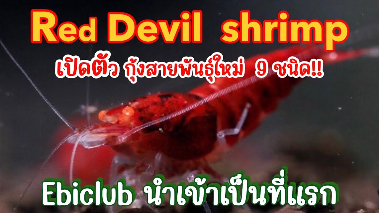 กุ้งเรดบี ใหม่9ชนิด เปิดตัวครั้งแรก ร้านEbiclubThailand กูรูกุ้งเรดบี กุ้งแคระเฉพาะทาง Redbee shrimp
