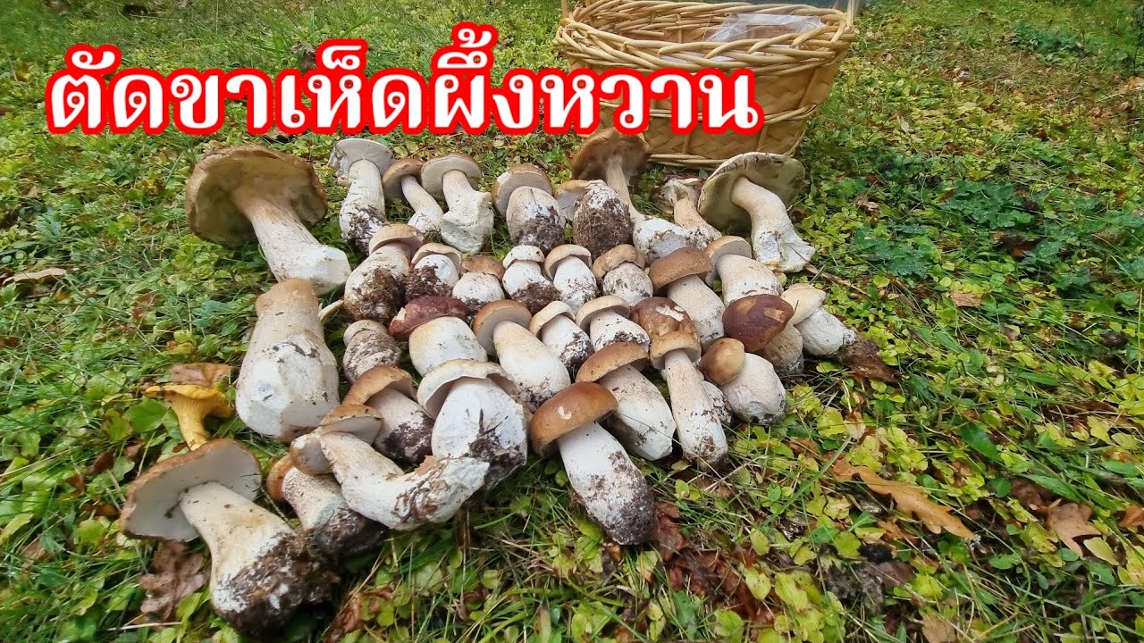ตัดขาเห็ดผึ้งหวาน เล่าเรื่องจะถูกปรับถ้ารถเก็บขยะตามบ้านเจอ